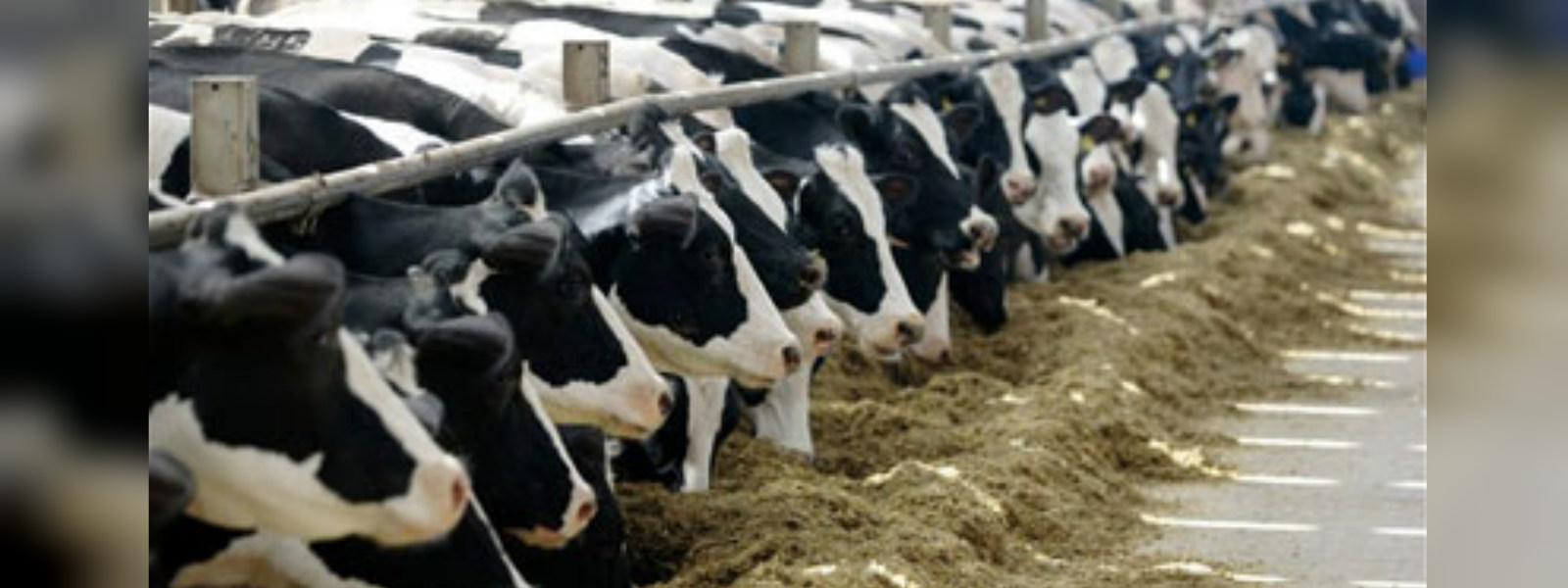 Decision on 'Cattle slaughter' postponed 