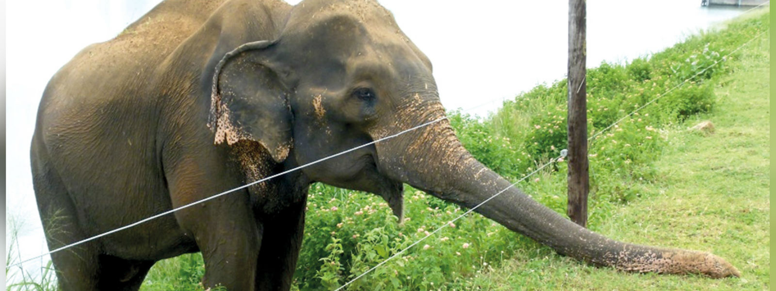 Elephant dies by electrocution in Puttalam
