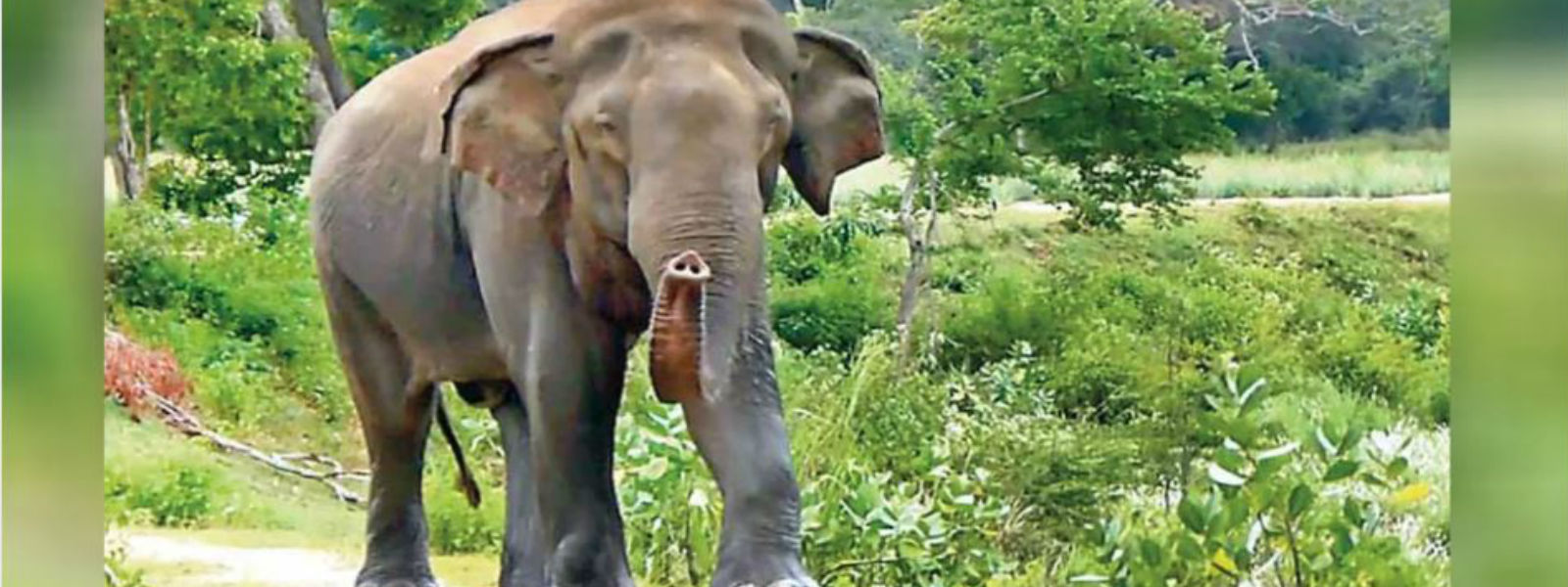 Elephant rescued in Horowpathana