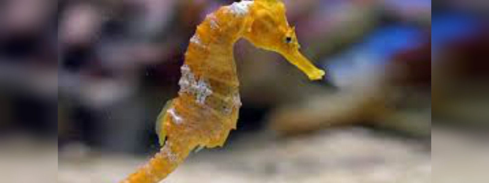 Individual arrested with stock of seahorses
