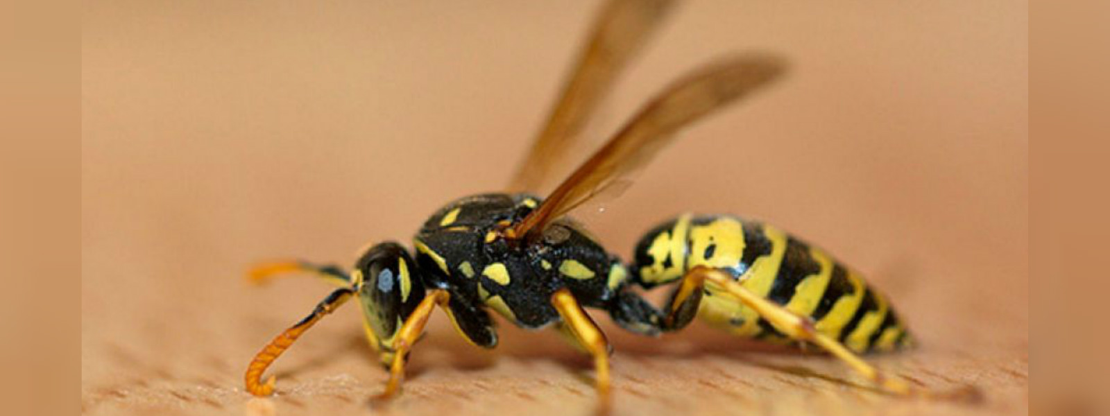 Wasps attack tea pluckers