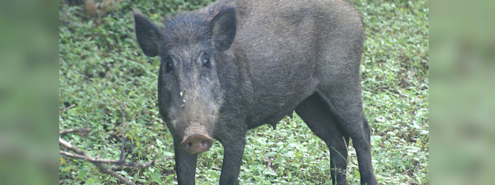 Plans to legalize sale of wild boar meat
