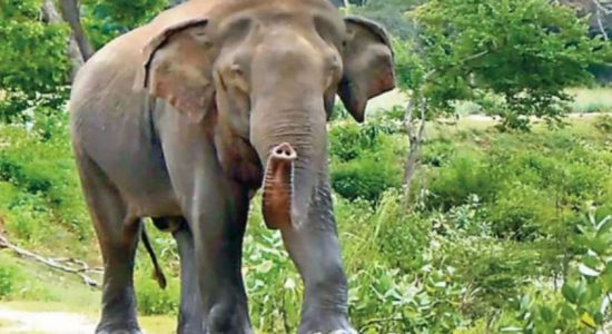 Injured elephant discovered in Panwewa reserve 