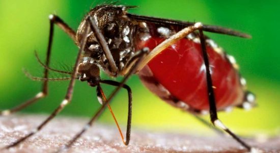 A new trap to tackle Dengue in Sri Lanka