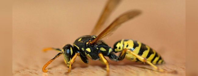 Two dead in wasp attack in Deniyaya