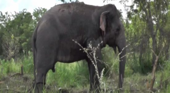 Wild elephant captured in Aselapura