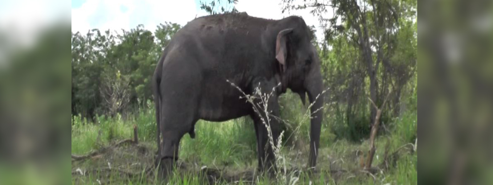 Wild elephant knocked by a jeep in Hambantota