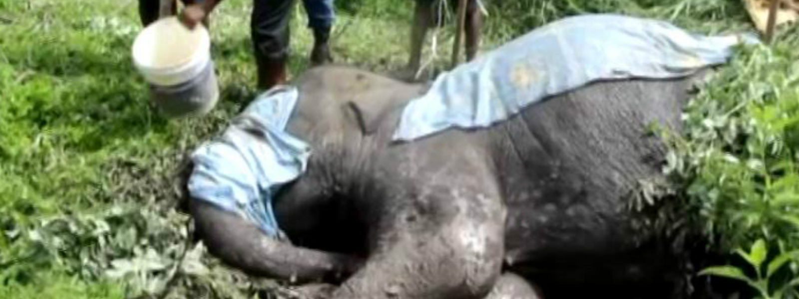 Elephant in Galgamuwa succumbs to its injuries