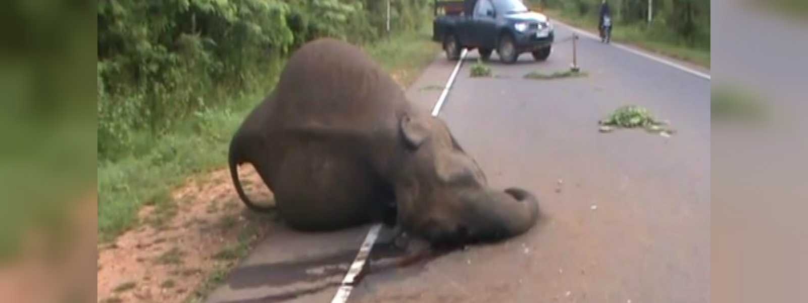 Elephant dies in motor accident