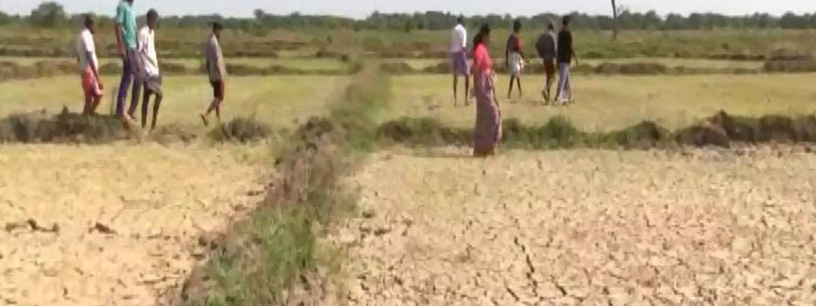 4362 hectares of paddy destroyed due to drought