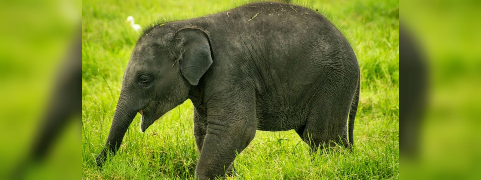 Elephants calves die in Yala due to malnutrition