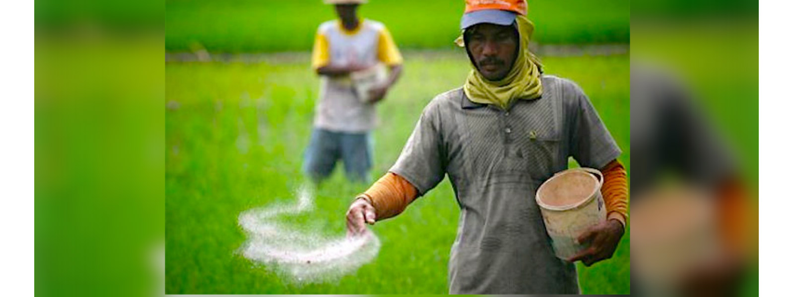 Anuradhapura farmers faces fertilizer shortage 