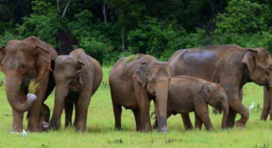 Wild elephant threat on the rise
