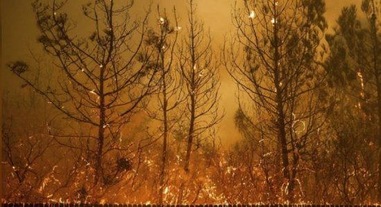 Dried shrubs and wind fuel Californian wildfires 