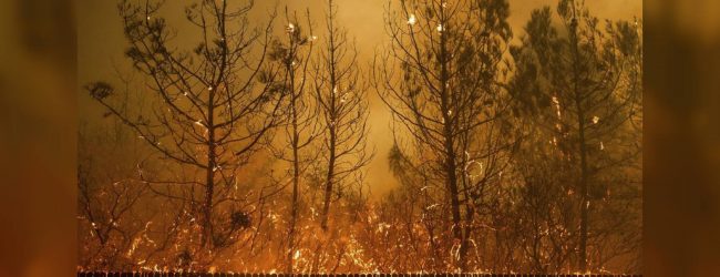 Dried shrubs and wind fuel Californian wildfires 