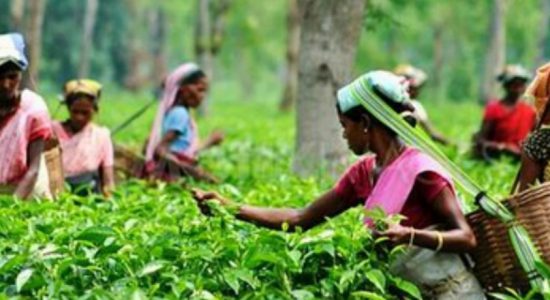 Tea Estate workers strike again 
