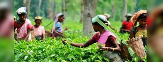 Tea Estate workers strike again 