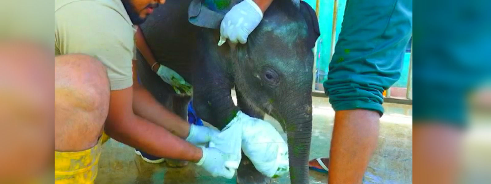 Injured elephant calf found near Kilinochchi