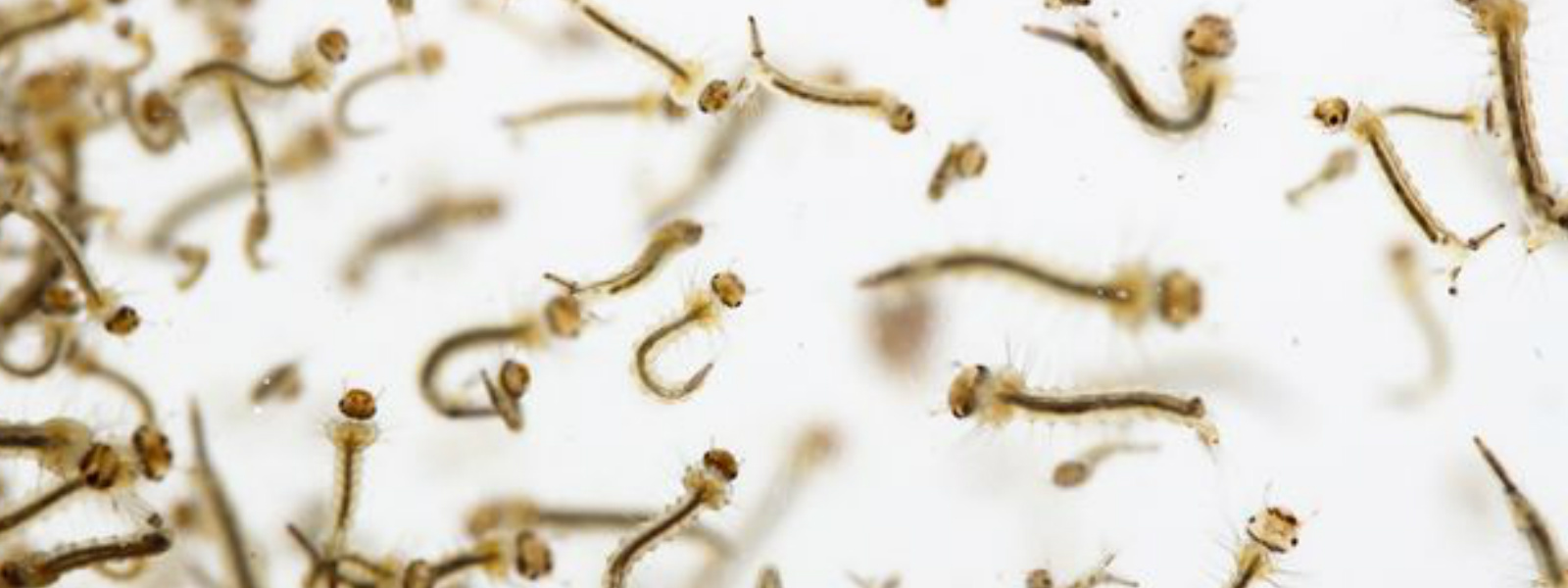 Rapid rise in the density of mosquito larvae