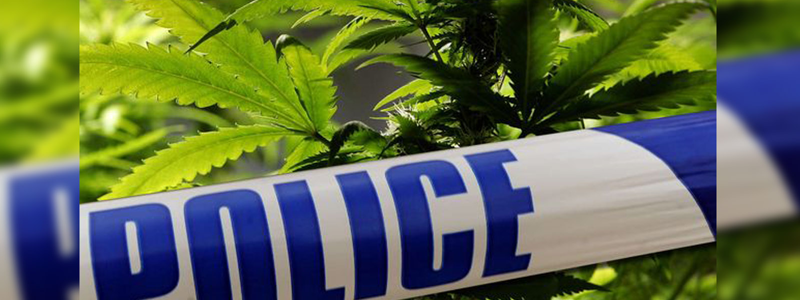 Cannabis plantation in Athimale raided