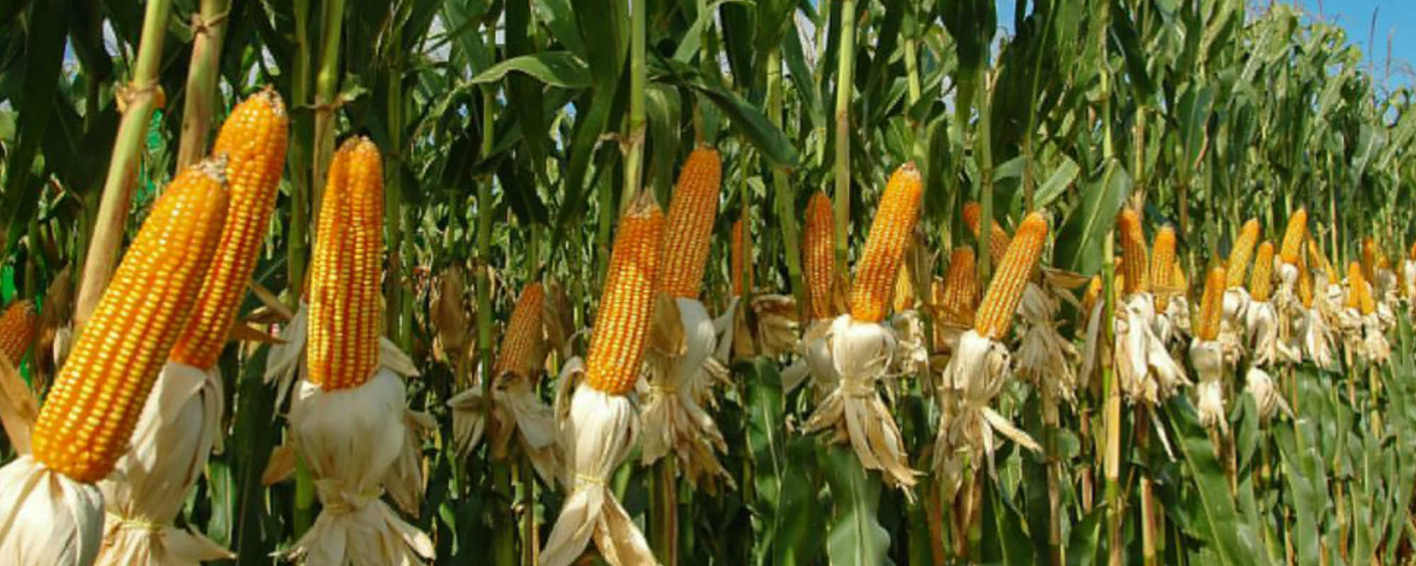 Sri Lanka to import 70,000 MT of corn