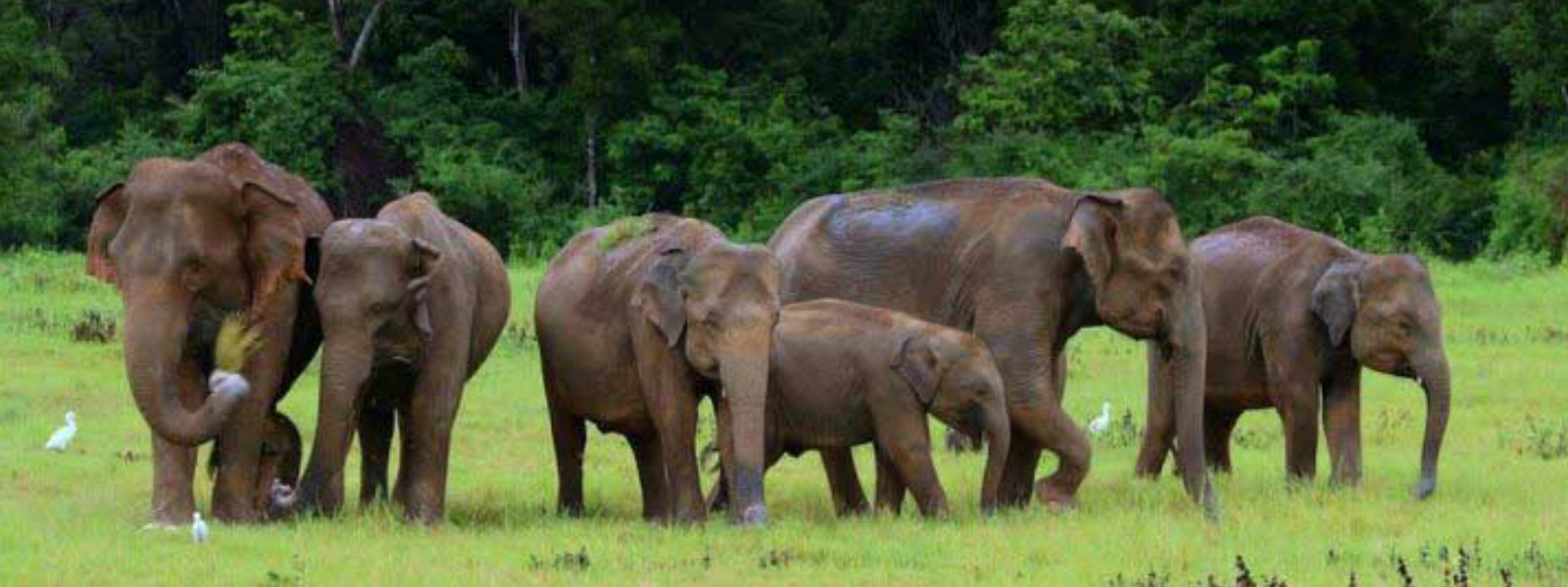 Wild elephants threaten the livelihoods of farmers