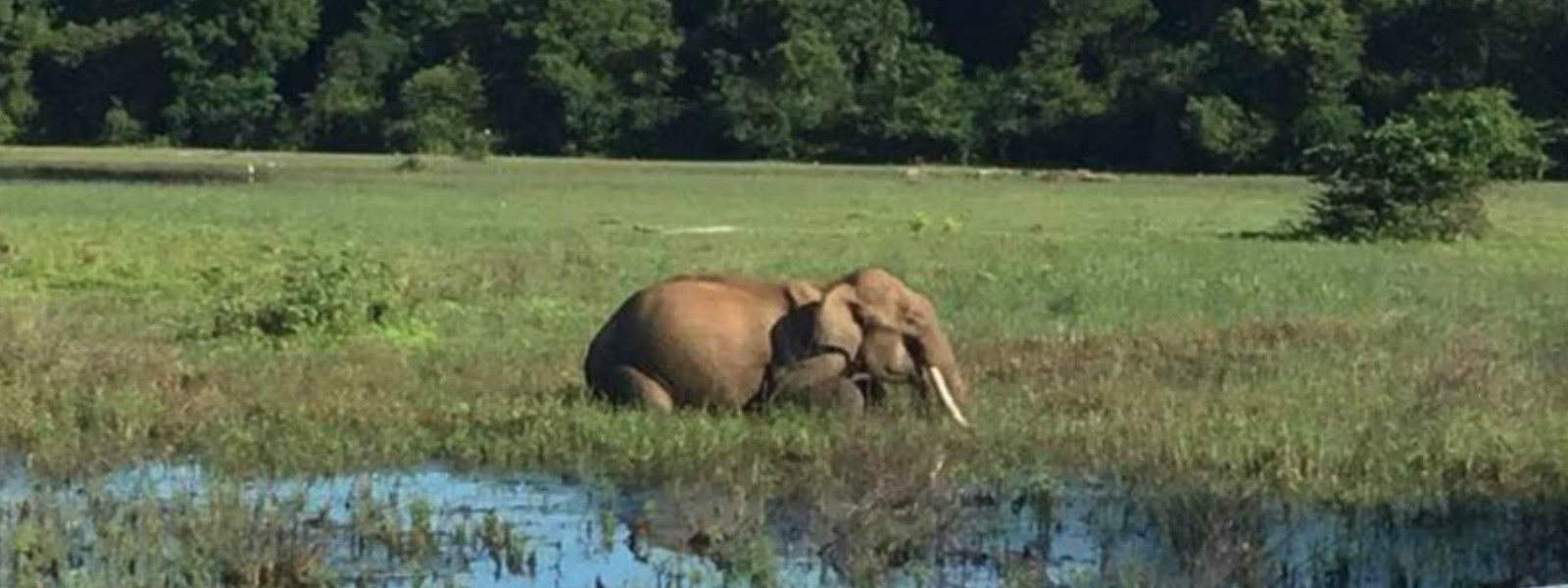 Wild elephants disrupt New Year celebrations
