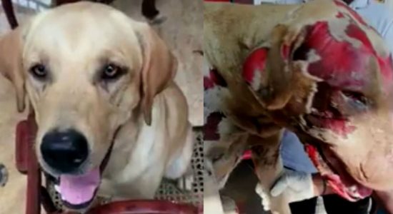Suspected dog killer released on bail 