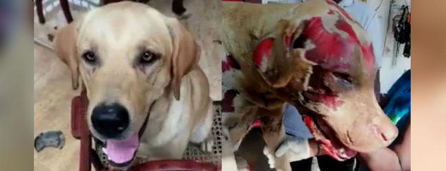 Suspected dog killer released on bail 