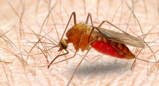 Is Malaria making a comeback in Sri Lanka? 