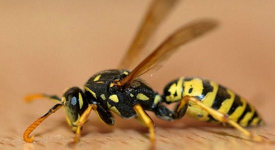 70 students hospitalized due to a wasp attack 