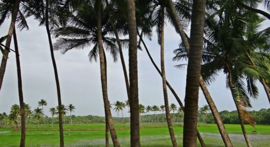 Six hundred coconut trees planted
