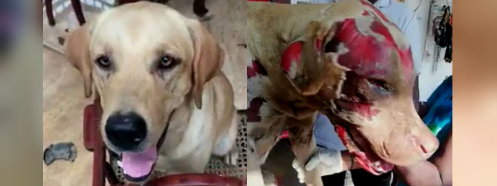 Suspected dog killer released on bail 