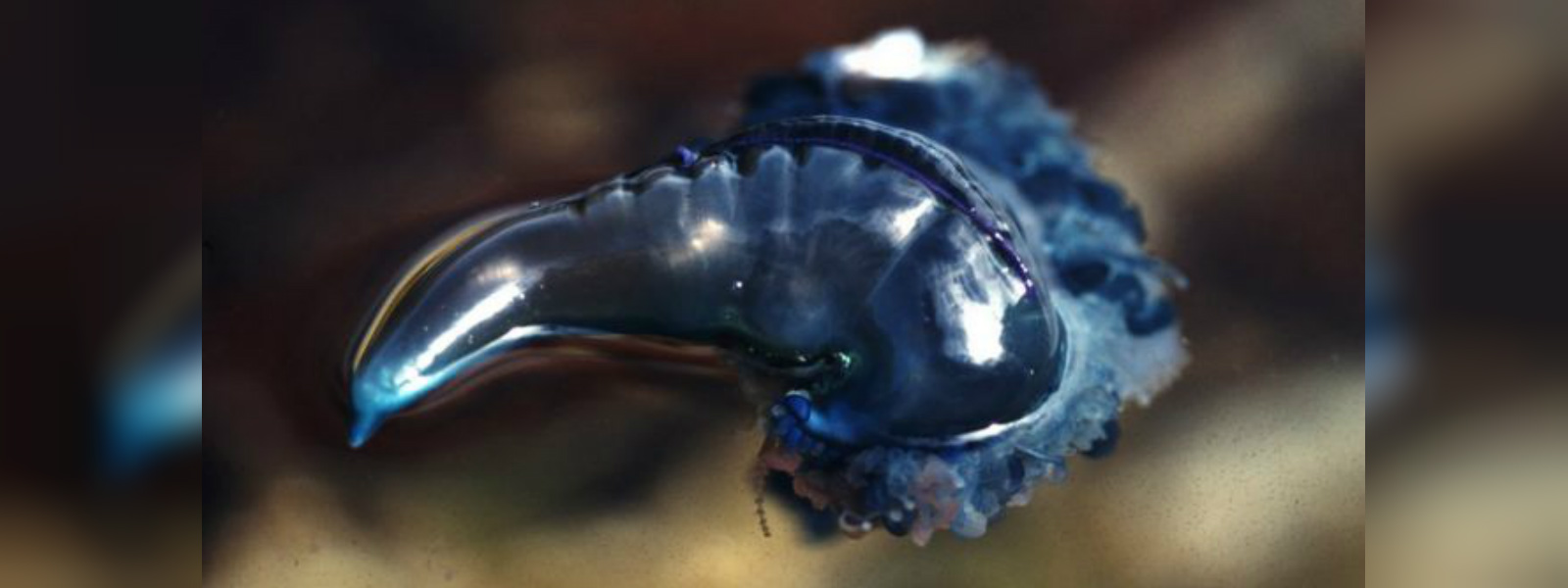Thousand of people in Australia stung by jellyfish