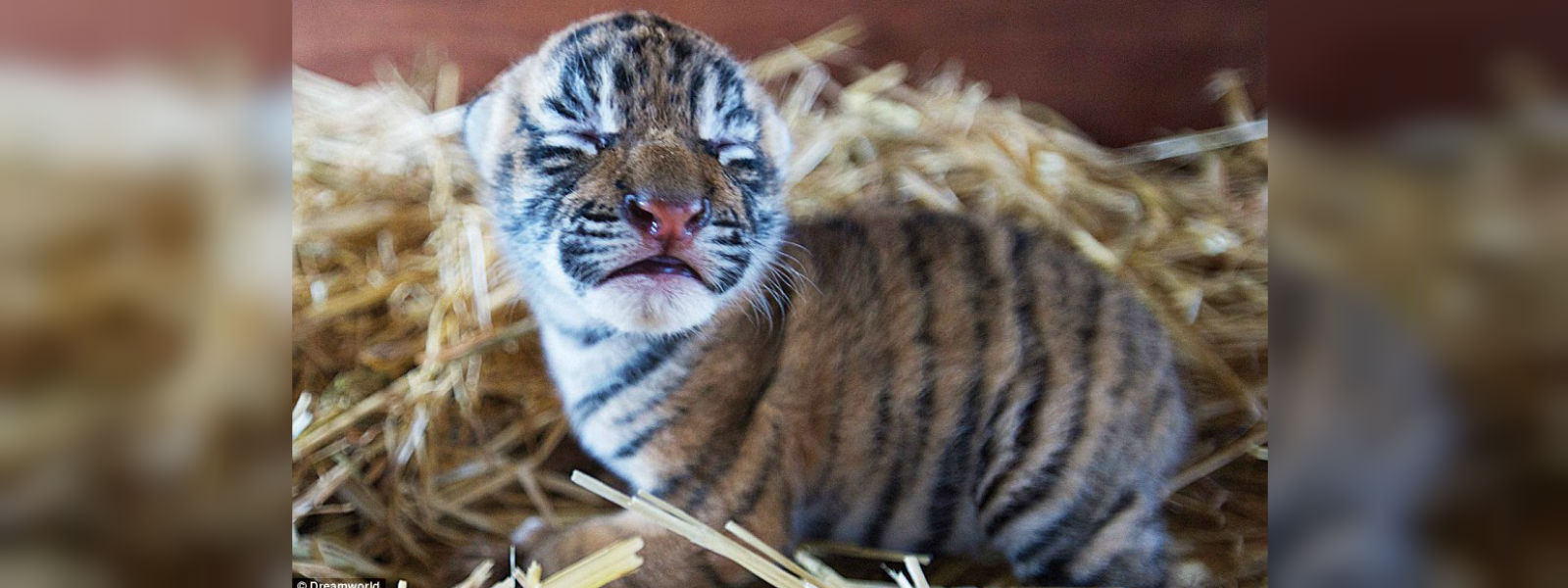 Sumatran tiger gives birth to three cubs at Sydney