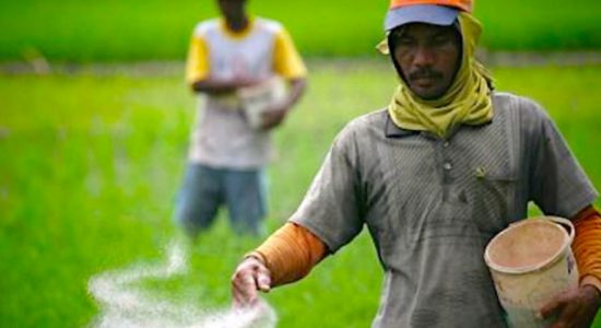 Insurance funds of Corn farmers swindled