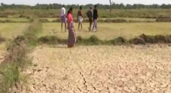 Farmers in Ampara plagued by low quality seeds 
