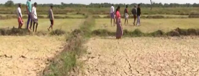 Farmers in Ampara plagued by low quality seeds 