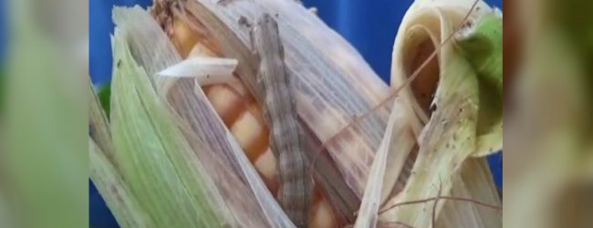 Sena caterpillar and Yala season
