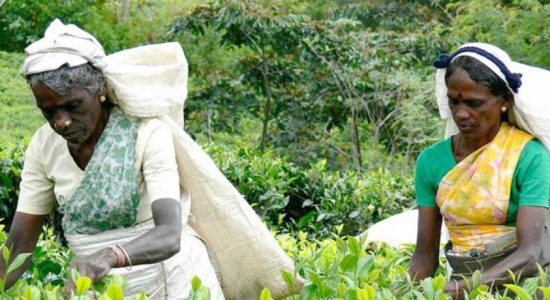 Relief for estate workers expected through budget 
