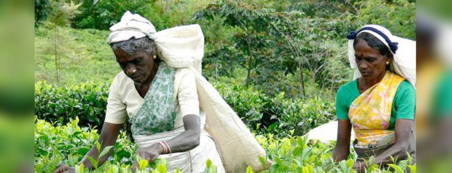 Relief for estate workers expected through budget 
