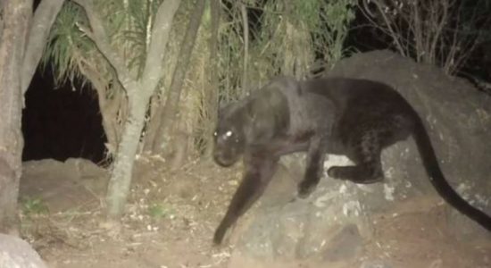 Rare black leopards seen on remote camera footage
