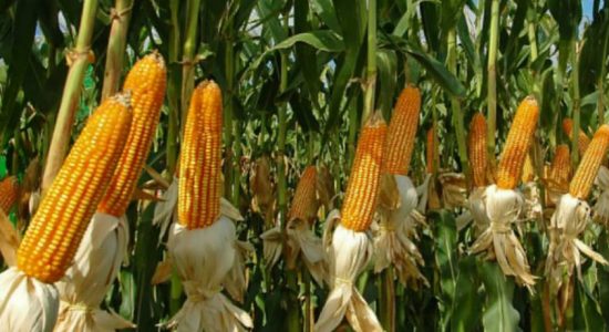 Government to purchase Sena-infested corn harvest