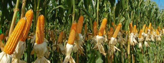 Government to purchase Sena-infested corn harvest