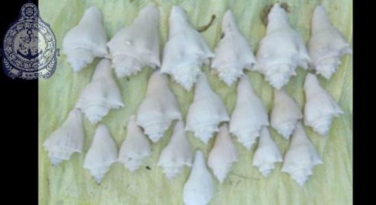 Navy arrests person with 24 Conch Shells