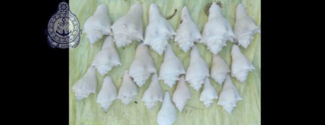Navy arrests person with 24 Conch Shells