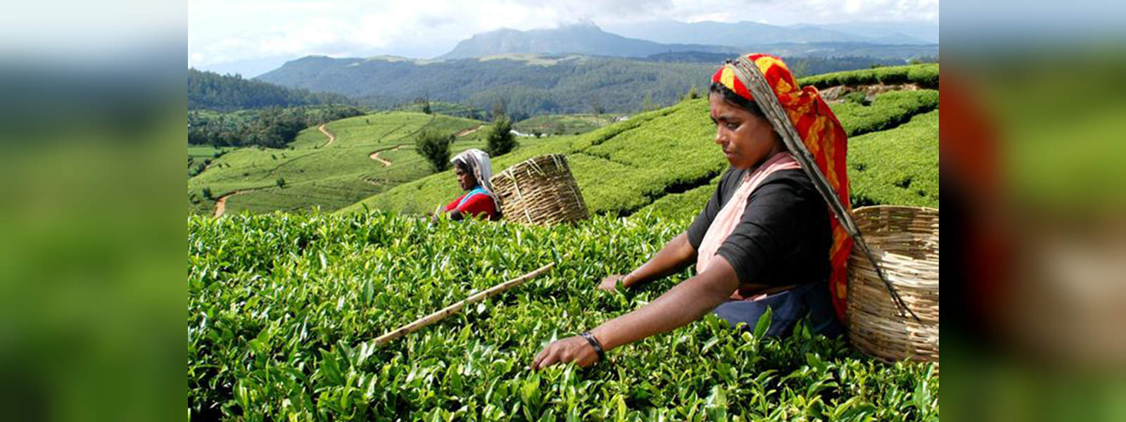 Tea leaf prices continue to go down