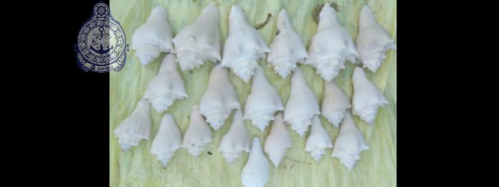 Navy arrests person with 24 Conch Shells