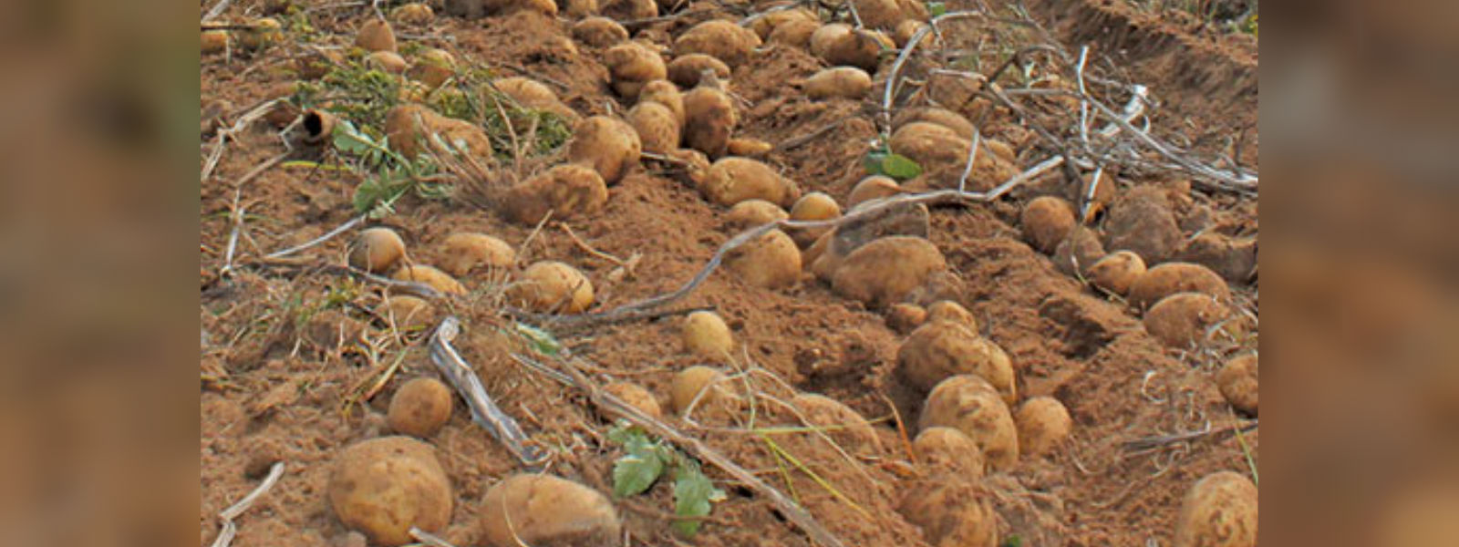 Government fails to pay potato farmers
