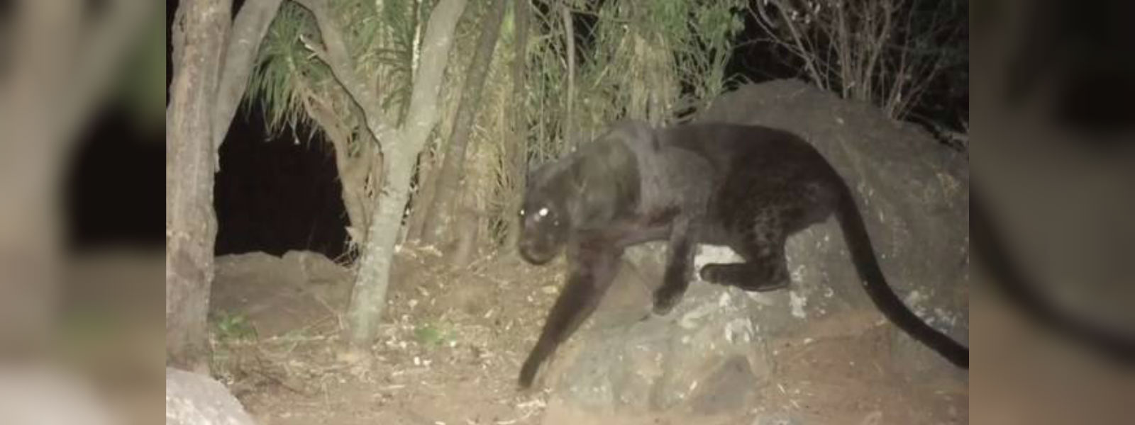 Rare black leopards seen on remote camera footage